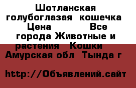 Шотланская голубоглазая  кошечка › Цена ­ 5 000 - Все города Животные и растения » Кошки   . Амурская обл.,Тында г.